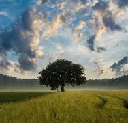 Landscape Image of a tree on a hill