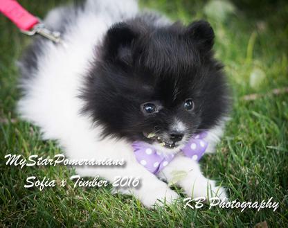 Red Sable Male Pomeranian