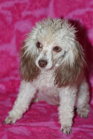 toy poodle silver beige phantom