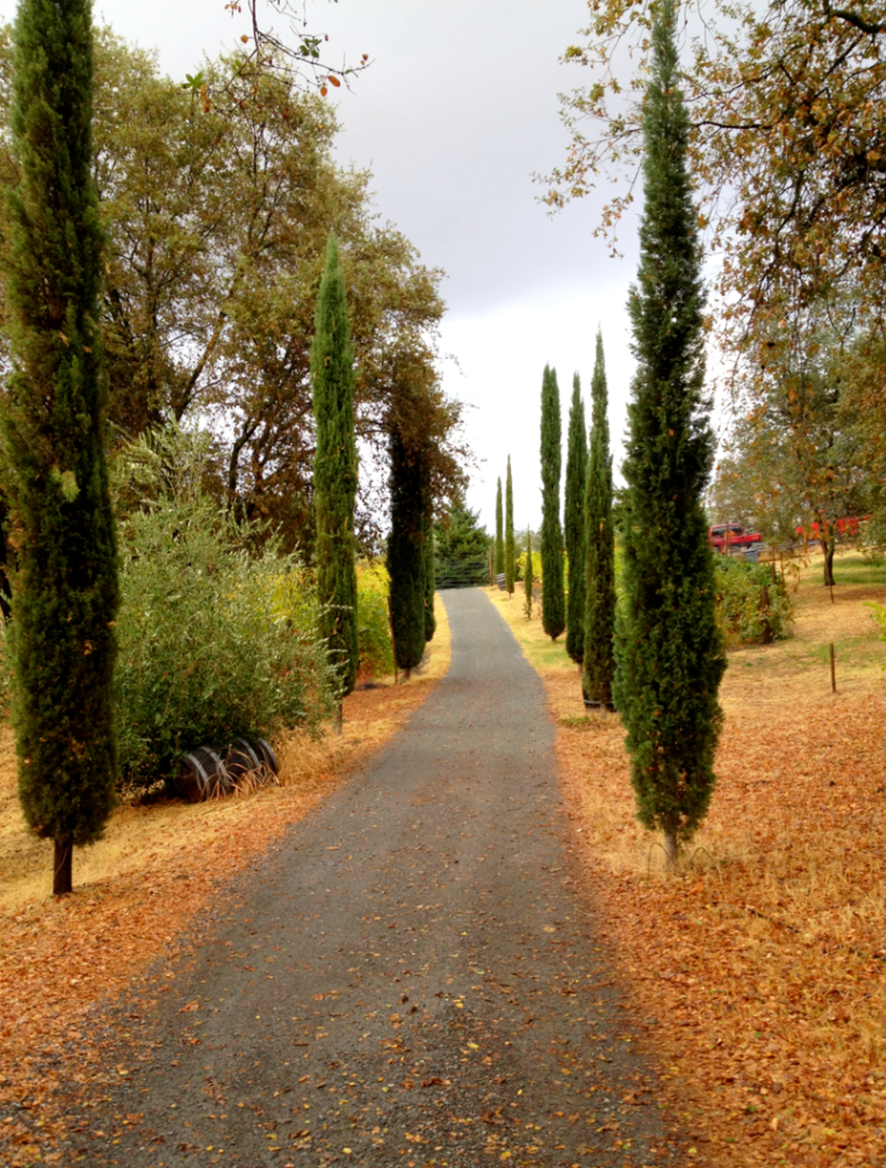 Walking path through Cypress trees and Vineyards