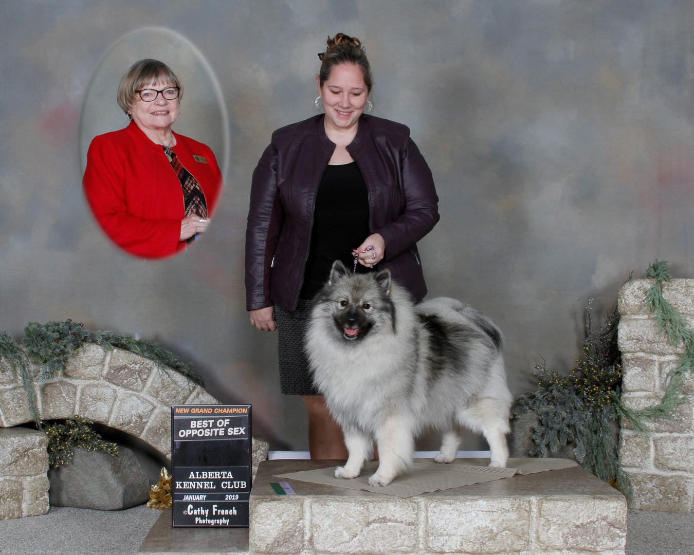 Keeshond breeder 2024 near me