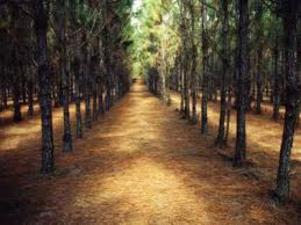 Pine Straw