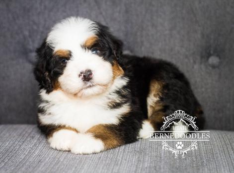Bernedoodle puppies available