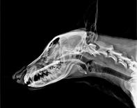 Canine Skull X-ray