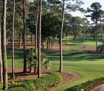 Golf Course, Pine straw