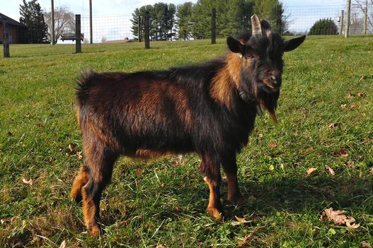 Jersey, Nigerian Dwarf goat, at my peeps farm.