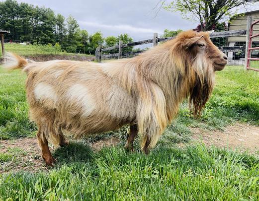 Five-O, Nigerian Dwarf goat, at my peeps farm