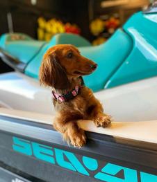 seadoo rentals pet friendly orange county