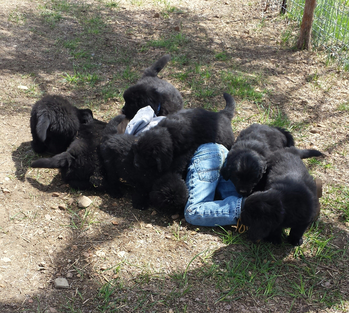 4 week old newfoundland fashion puppies