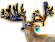 FREEZE FRAME WHITETAIL BUCK