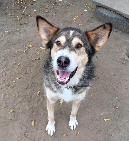 Rescue Dogs And Puppies For Adoption Thunder Dog Rescue Thunder Bay, On