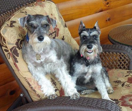 picture of two miniature schnauzers