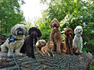 The 10 Best Dog Walkers in Detroit, MI (with Free Quotes)