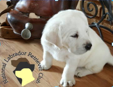 White velvet hot sale labradors