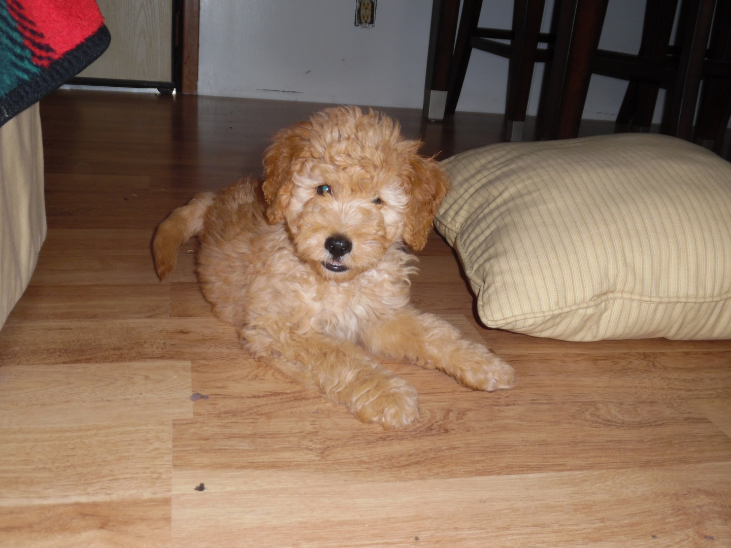 Bella mini sale goldendoodles