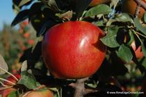 Rim's Edge Orchard Pick Your Own Honeycrisp Apple