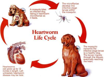 Heartworm sales in poop