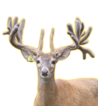 SPUNKY WHITETAIL BREEDER BUCK