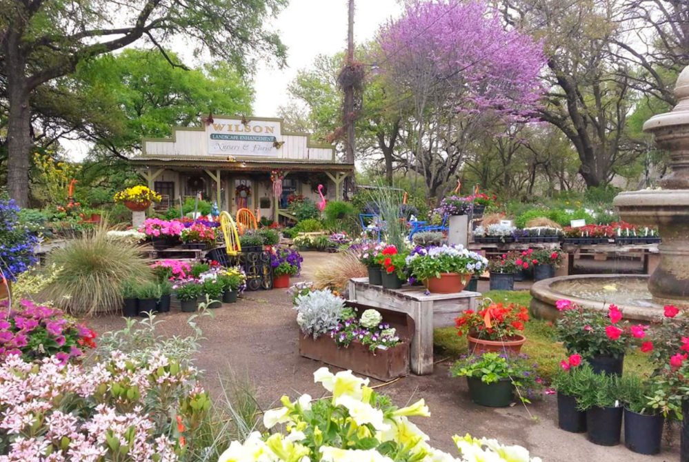 Beautiful and colorful plants, flowers, shrubs, annuals, perennials, succulents and more in the front of Wilson Landscape Nursery and Florist in Helotes Texas