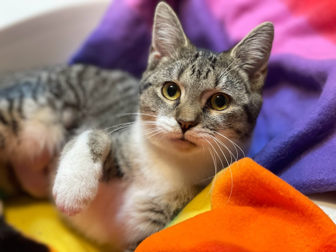 Cats for Adoption — MO4PAWS