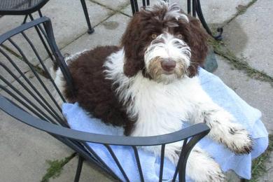 Chocolate store parti goldendoodle