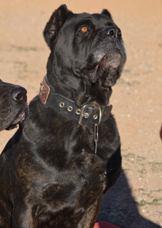 Boerboel and store cane corso mix