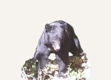 Hunting Black Bear Vermont