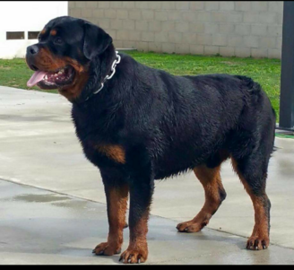 rottweiler albuquerque