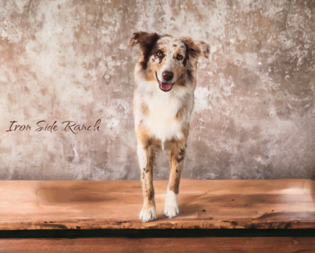 Best Australian shepherd breeder