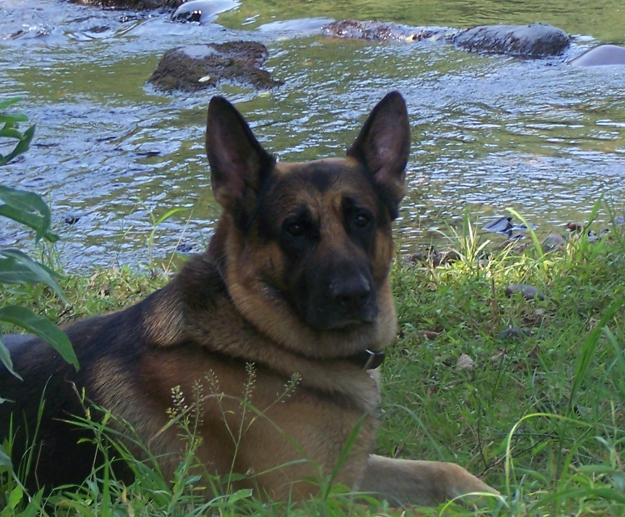 German shepherd akc store puppies