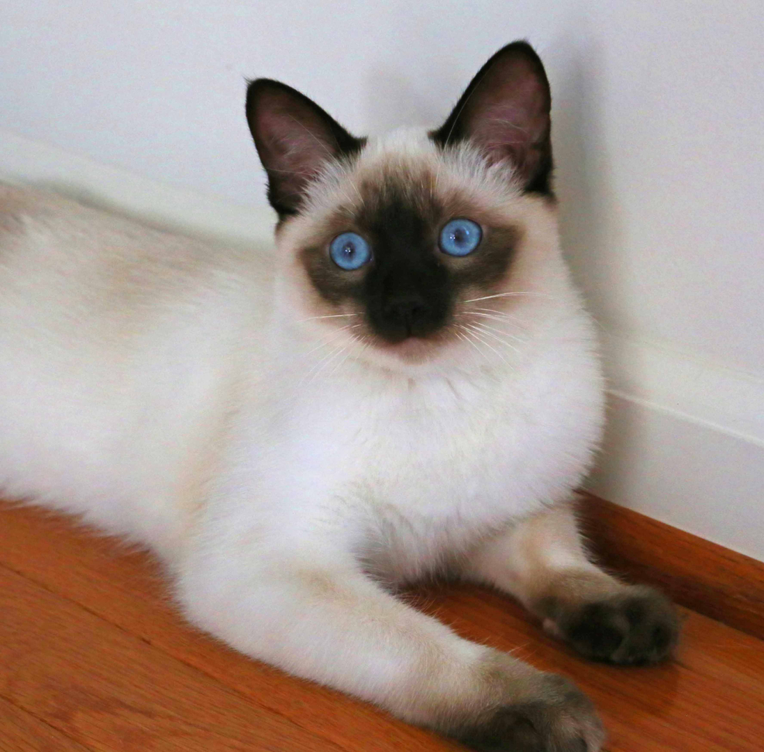 Here's What Industry Insiders Say About Balinese Kittens For Sale