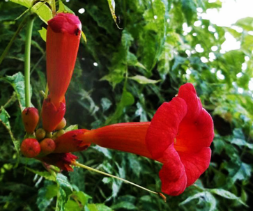 are trumpet vines poisonous to dogs