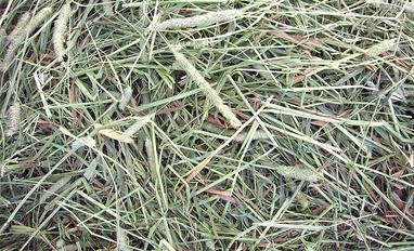 Timothy and Timothy & Alfalfa T&A bales are available
