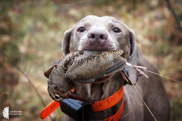 blue weimaraner hunting