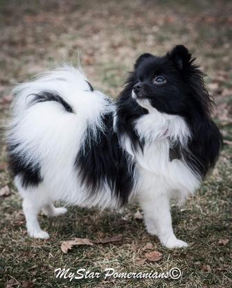 Black and White Parti Female Pomeranian-My star Pomeranian