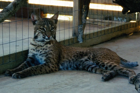 bobcat f1 kittens hybrid