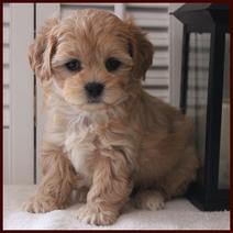 Shichon poo puppies for sale daisy dog puppies for sale teddy bear poo puppies for sale