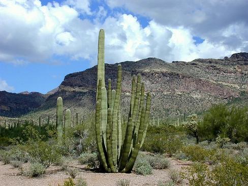 Organ Pipe Cactus National Monument in Arizona