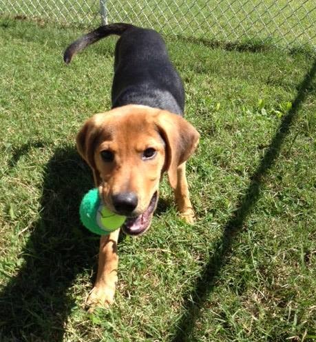Creature Comforts Kennels In Smyrna Tn Contact