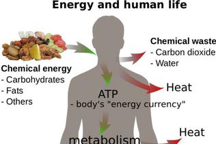 Metabolismo y hormonas: ¿cómo engordé?