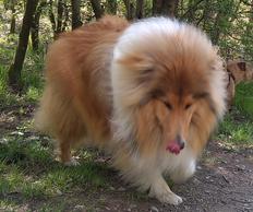 Rough Collie Puppy Barks In The Parks Dog Walker
