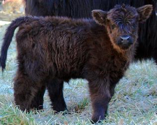 Black highland cattle,Scottish highland cattle, Highland cattle black,Highland cattle, Highland calves