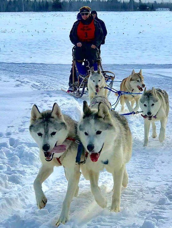 Dog sleds deals for sale