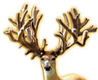SUDDEN EXPRESS WHITETAIL BUCK