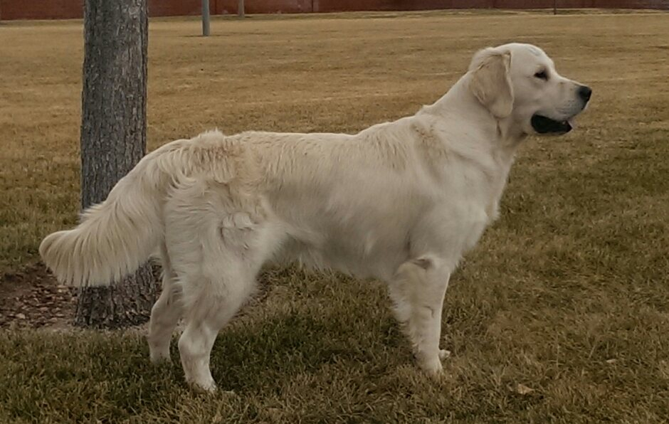 K9 data hot sale golden retriever