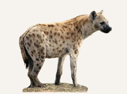 Hunting Hyena Namibia