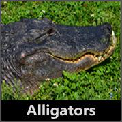 American Alligators