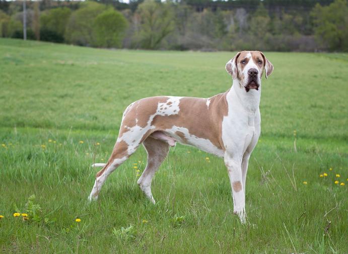 Lilac harlequin 2024 great dane