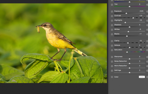 Bird photography and image editing