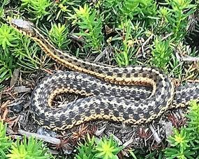 Garter snake